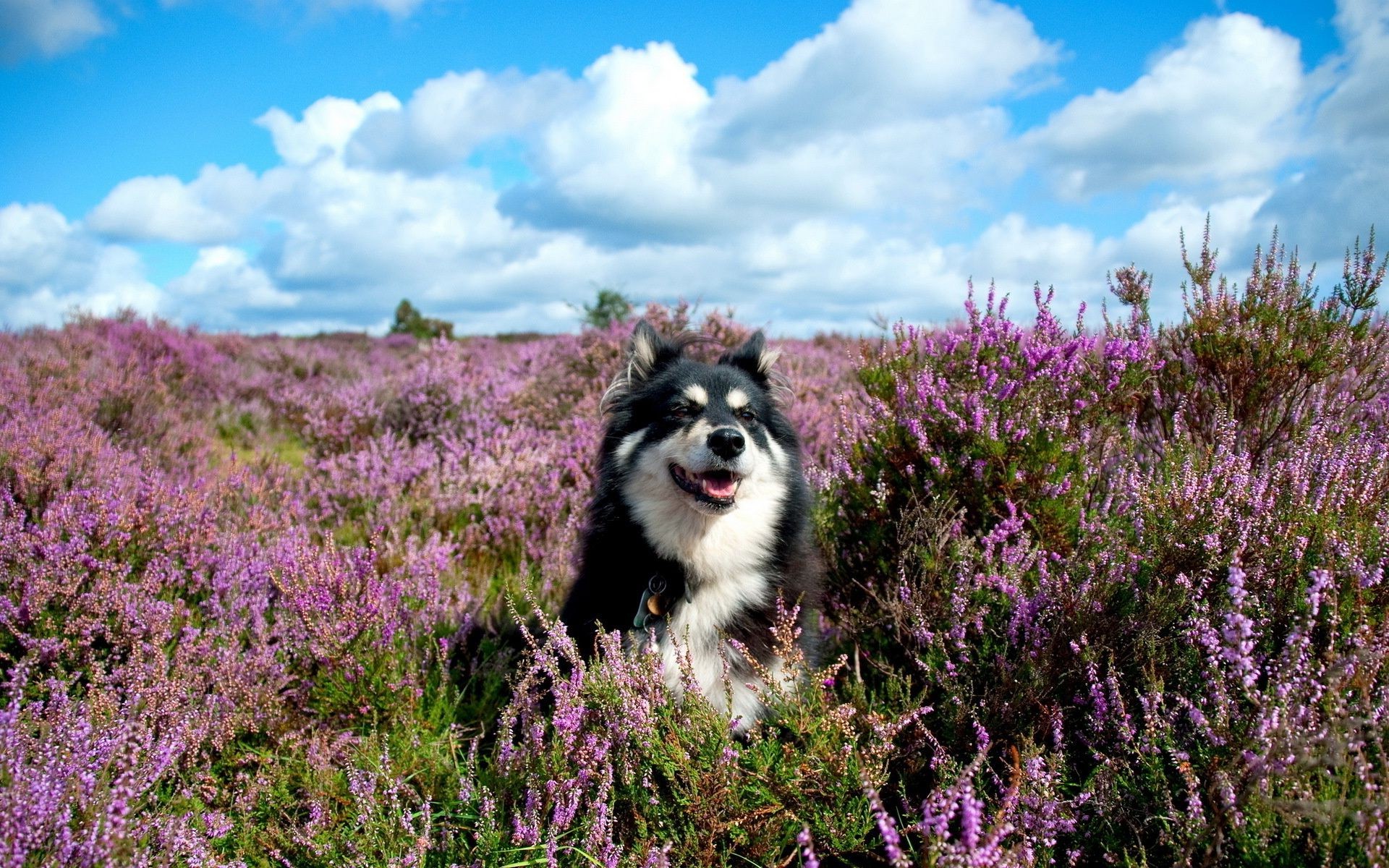 chiens fleur nature à l extérieur champ paysage sauvage herbe été flore heather foin