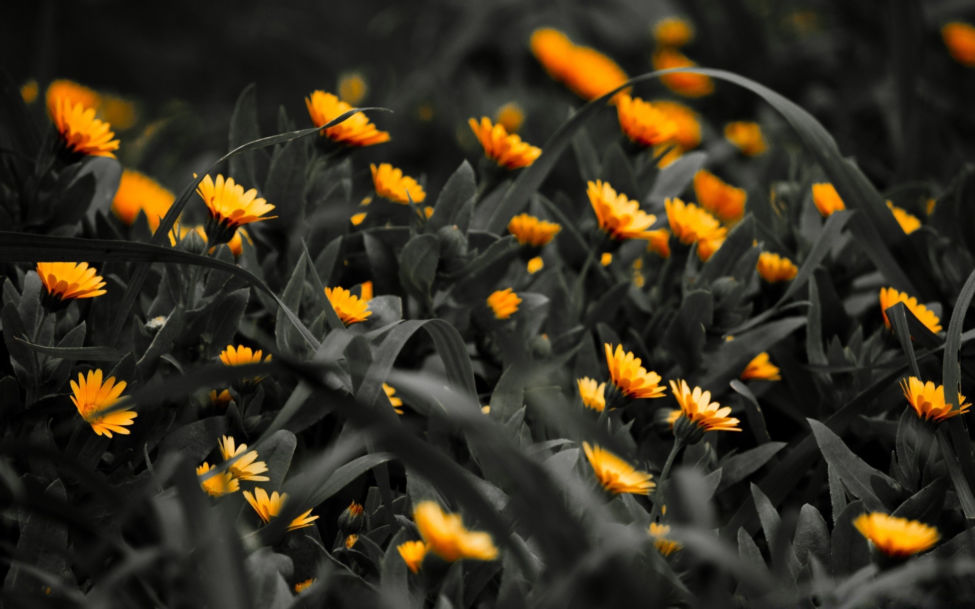 kreativ blume natur flora blatt garten sommer farbe hell blühen blütenblatt blumen feld sonne