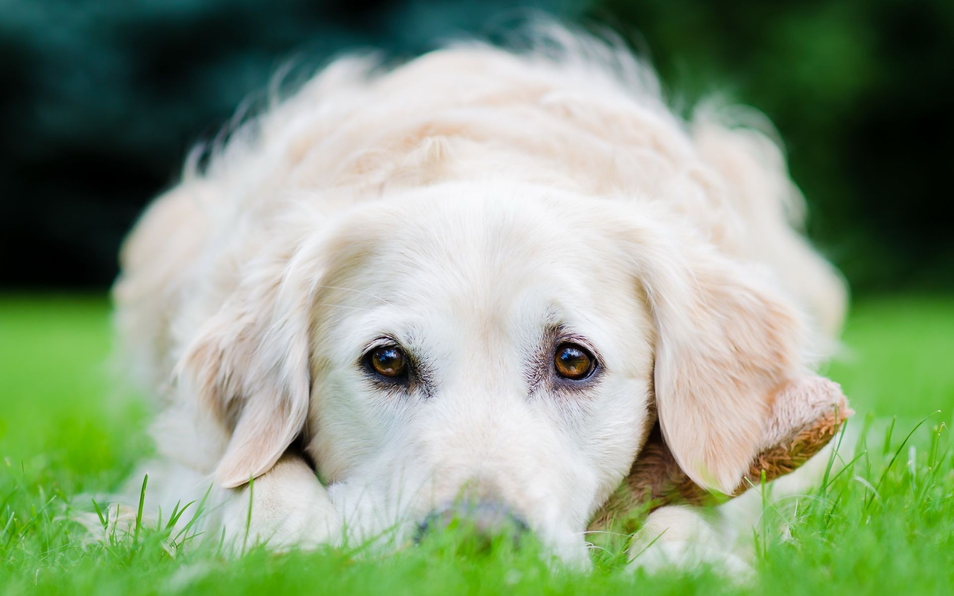 köpekler köpek çimen sevimli hayvan evde beslenen hayvan memeli köpek eğitmeni geri almak köpek yavrusu portre çok güzel küçük genç doğa kürk yerli cins komik tarama