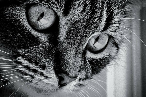 Museau de chat closeup en couleur Monochrome