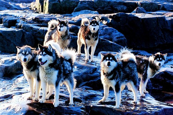 Schöne Husky-Hunde warten auf ihren Meister