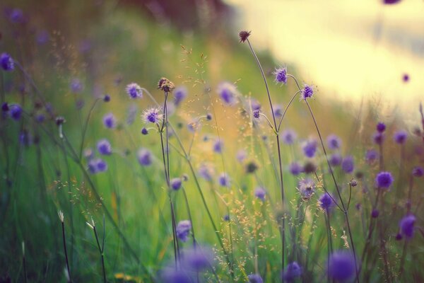 Wildflowers adorn nature