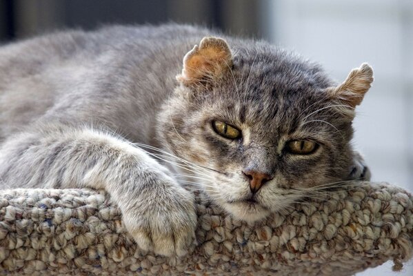 Die Katze auf der Straße ruht sich aus und tankt sich