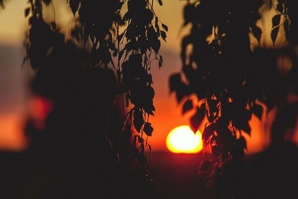 Rama con hojas en el fondo de la puesta de sol