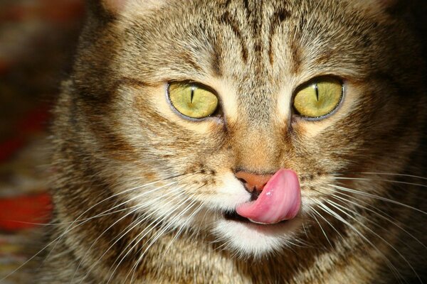 El gato muestra su lengua