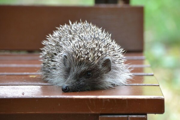 Cute hedgehog is lying on a bench