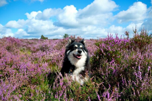 Perro alegre sentado en campos de lavanda