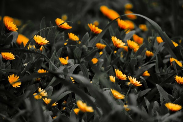 Bright calendula flowers on a dark gloomy background