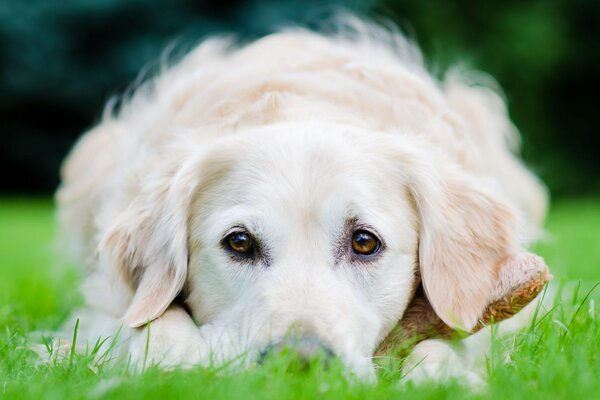 Ein weißer Hund liegt auf einem grünen Rasen