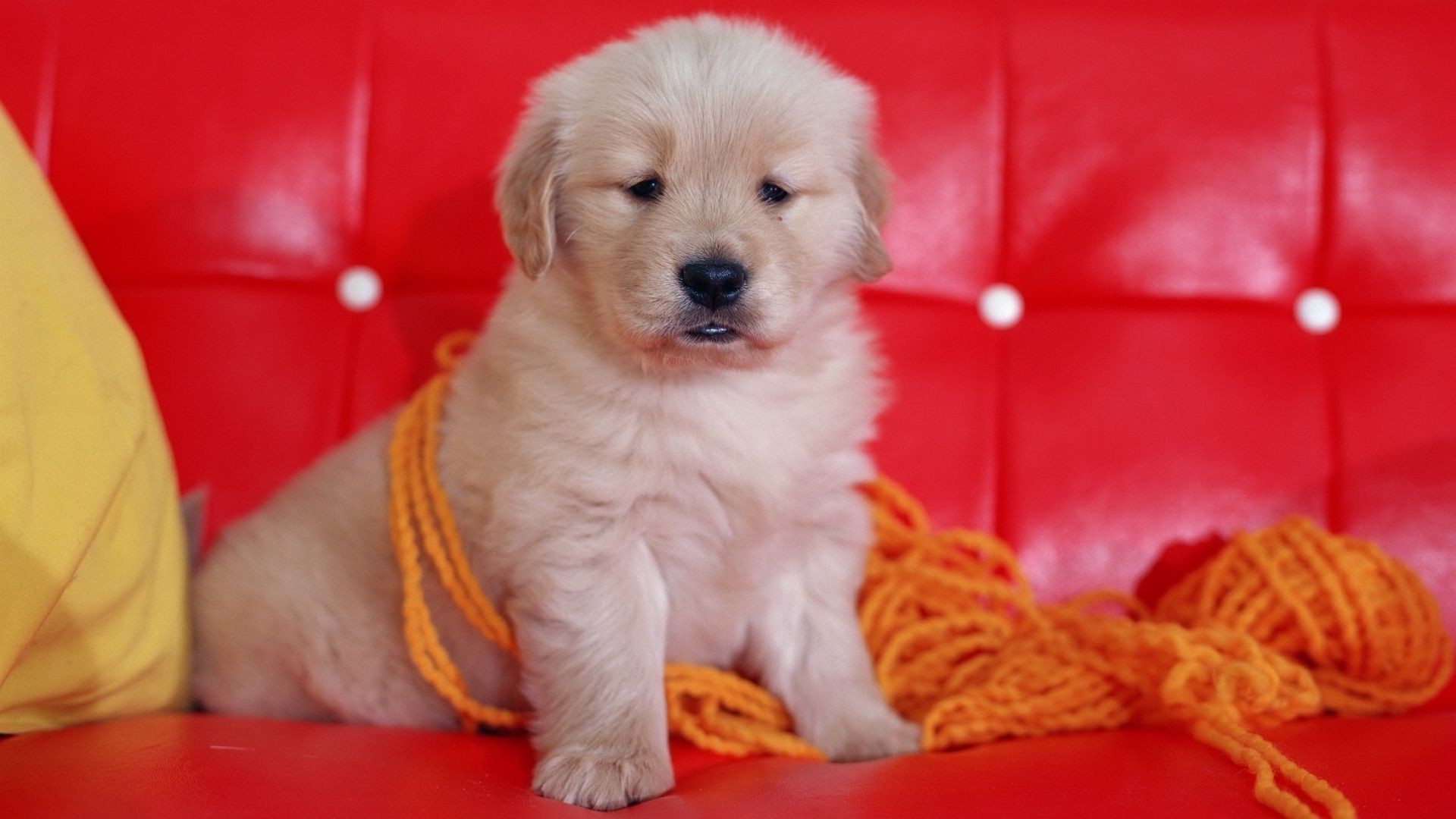 cane cane animale domestico carino mammifero canino singolo ritratto cucciolo piccolo sedersi