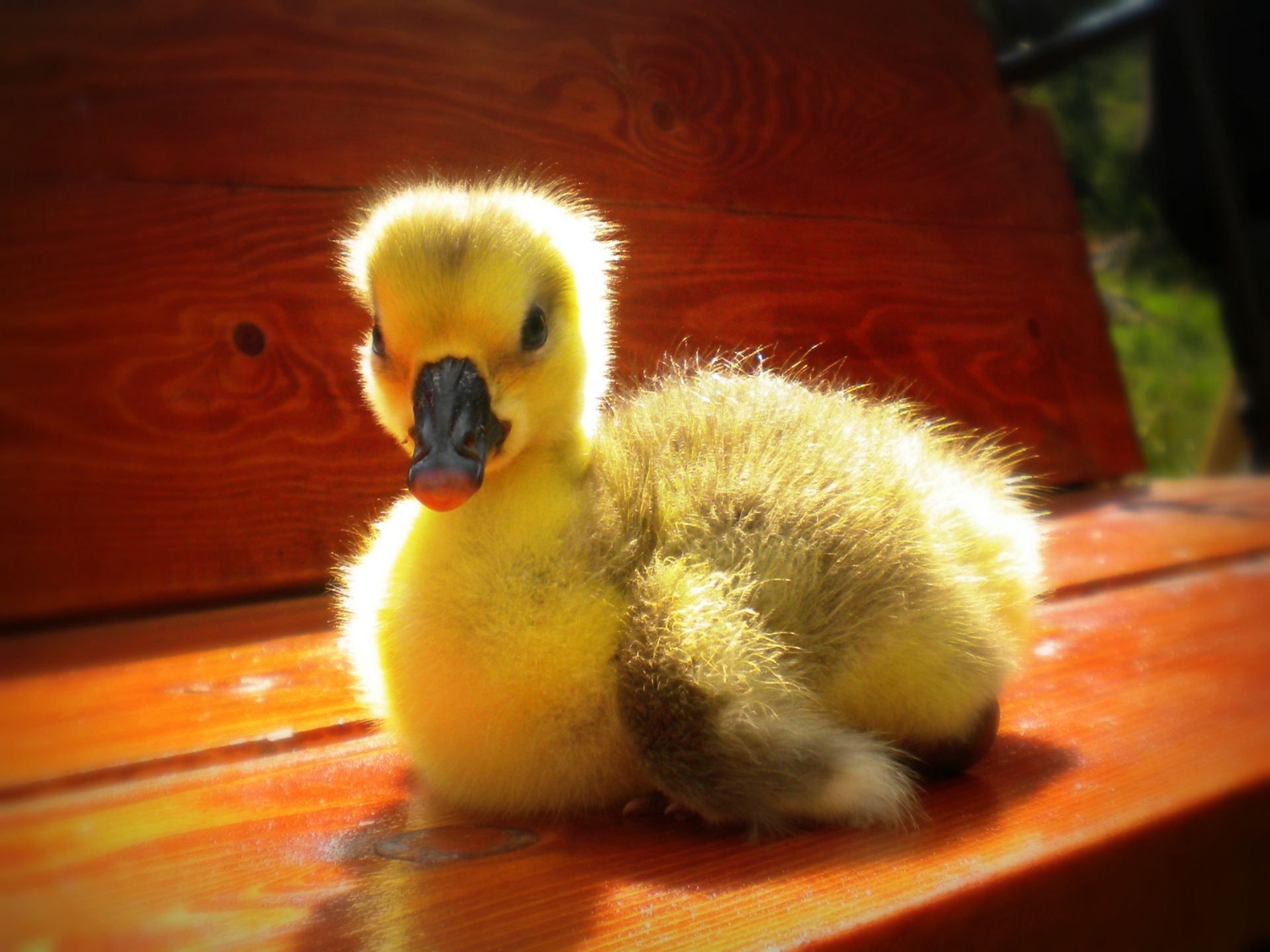 animaux oiseaux oiseau canard dame oie caneton pâques nourriture ferme un animal