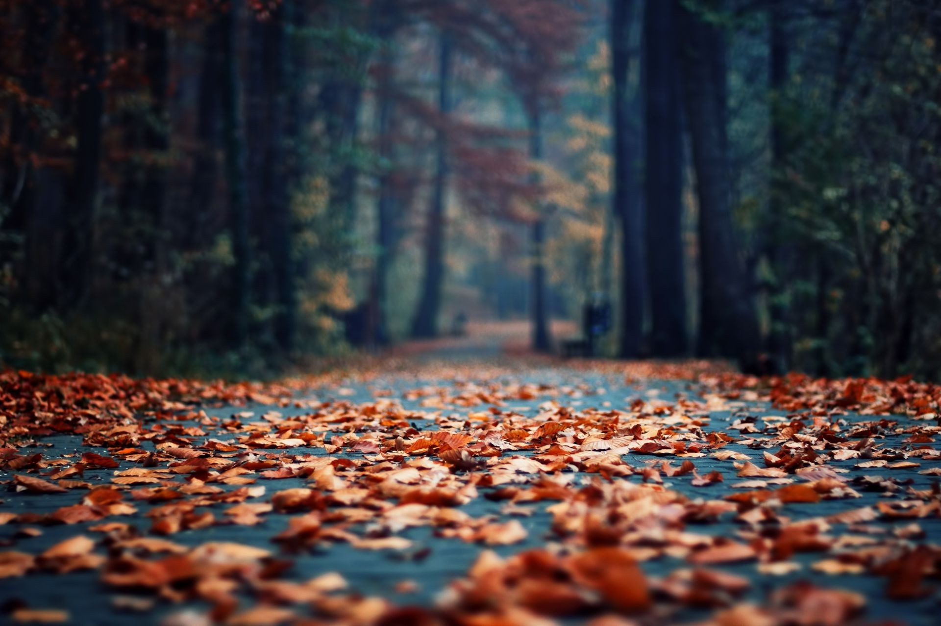 The focus of the morning leaves the Park Fall foliage bokeh the asphalt