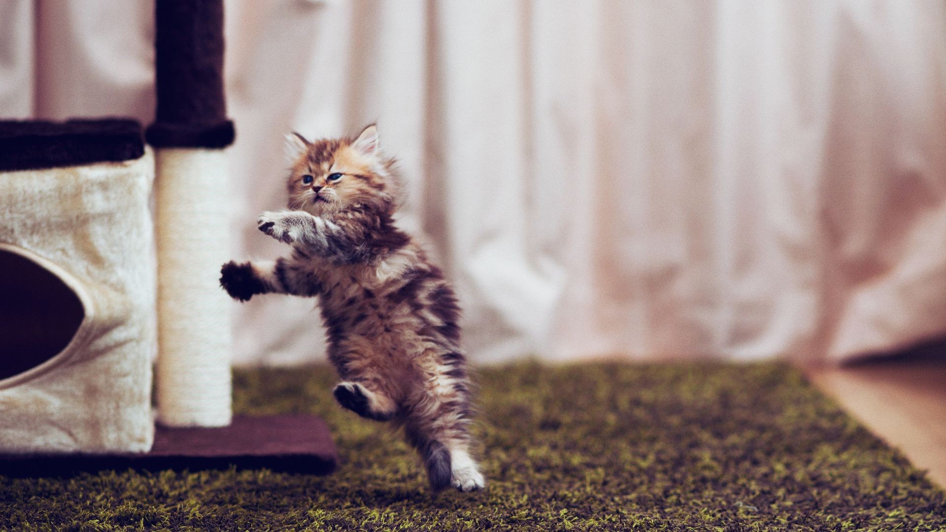 katze katze säugetier niedlich tier haustier kätzchen inländische fell wenig natur porträt sitzen ein