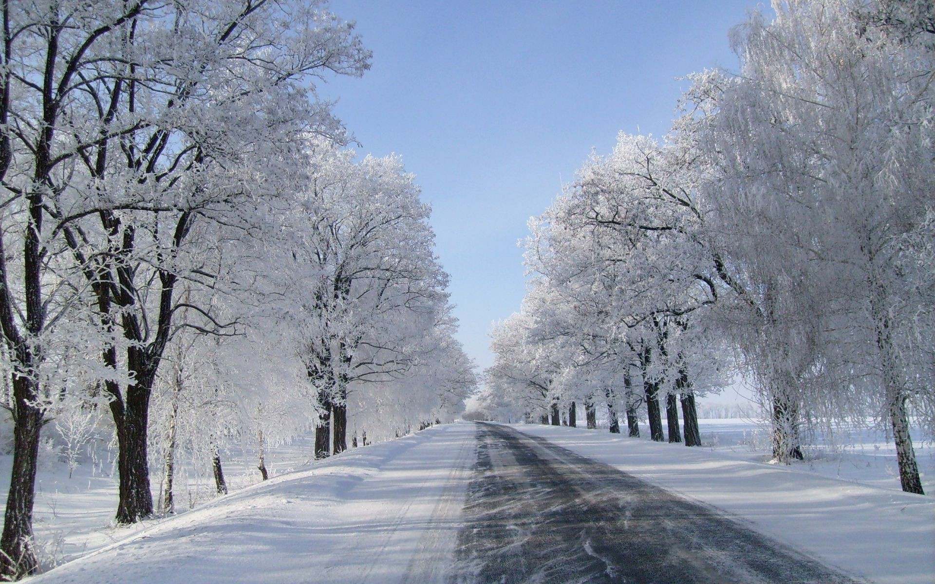 winter snow frost cold frozen tree wood ice weather season landscape snowstorm frosty road lane snowy snow-white branch guidance scenic