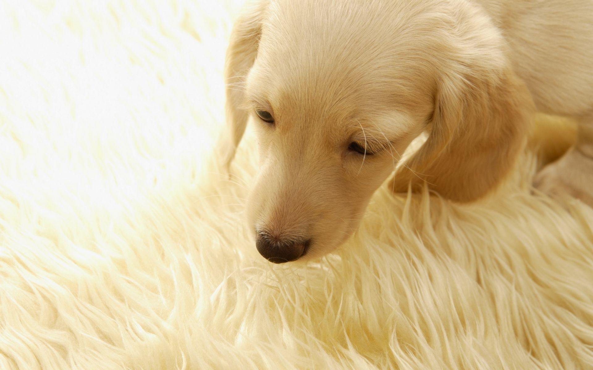 chien chien mammifère mignon animal animal de compagnie cynologue fourrure portrait retriever chiot aperçu petit