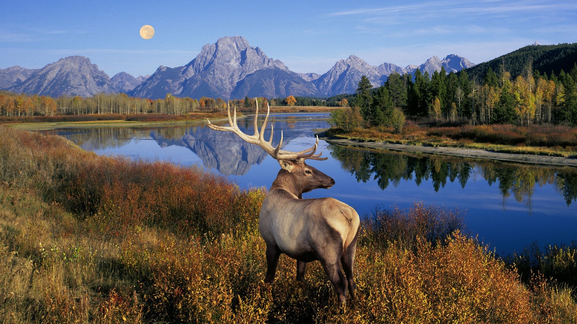deer moose lake water reflection wood fall nature landscape outdoors wild mountain snow travel