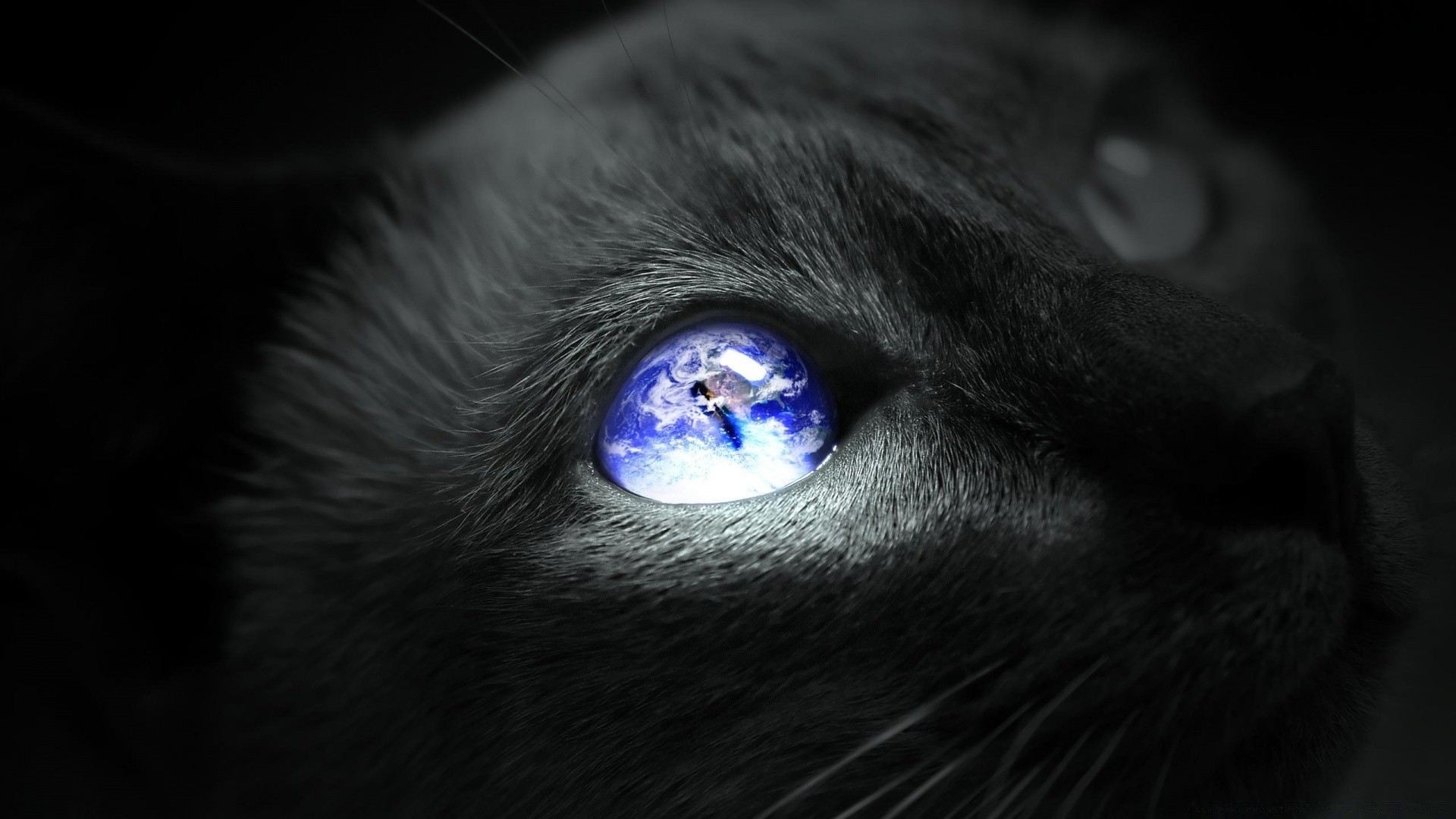 creative cat portrait mammal eye one animal dark kitten dog pet