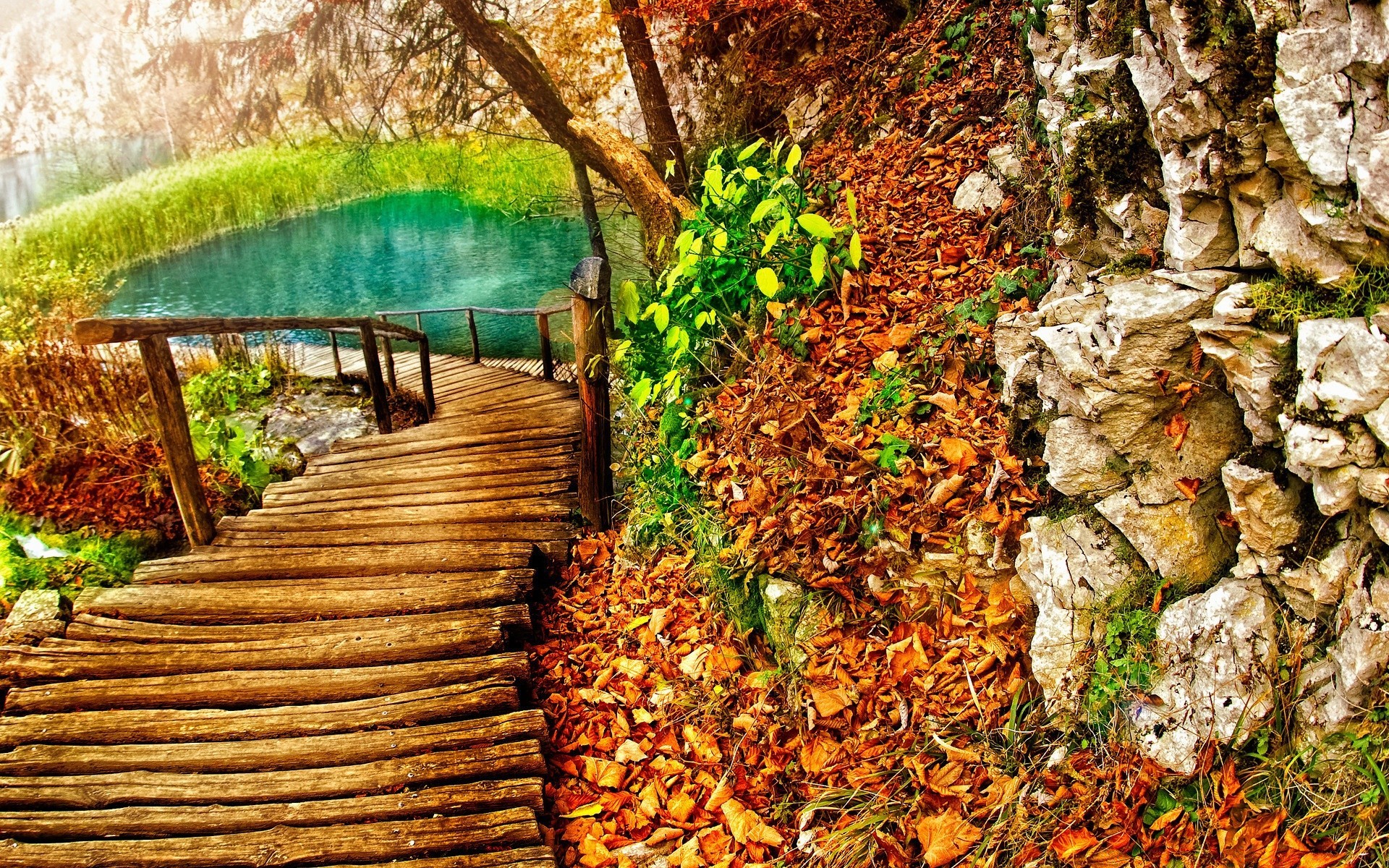 kreatywne drewno natura liść ogród drewniane jesień flora drzewo lato park sezon pulpit