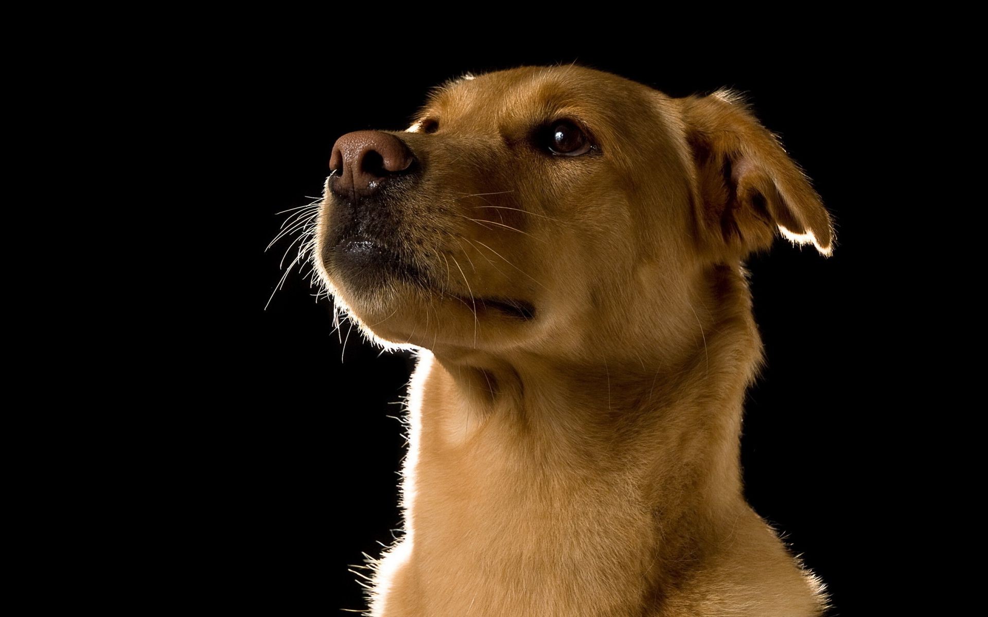 chien mammifère chien mignon animal animal de compagnie portrait fourrure studio drôle oeil cynologue chiot jeune aperçu