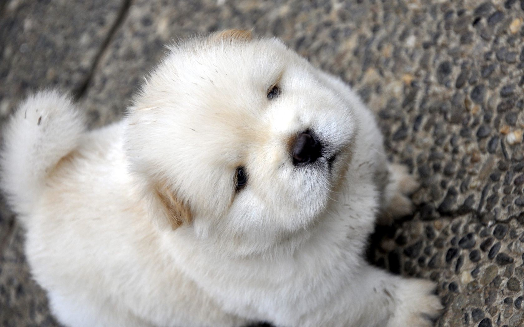 cães mamífero pele fofa vida selvagem animal gelado para baixo natureza pequeno retrato coelho cão inverno neve cinza