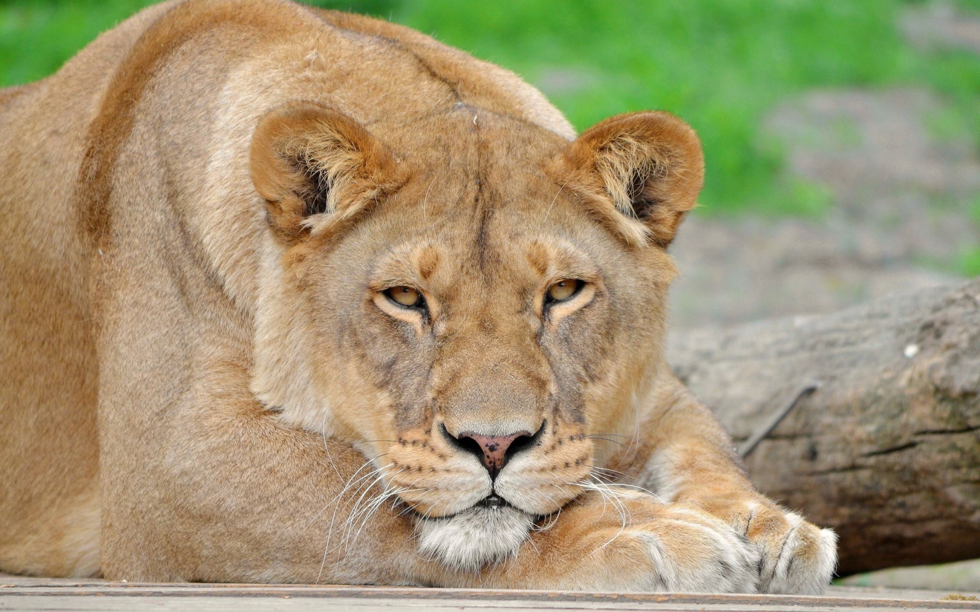 lions chat faune mammifère animal prédateur lion mangeur de viande sauvage safari chasseur zoo grand fourrure nature jungle danger portrait chasse panthère oeil