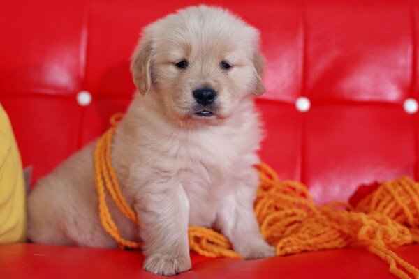 A puppy on a red sofa with a tangled skein of orange yarn