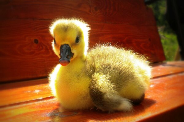 A yellow duckling basks in the sun