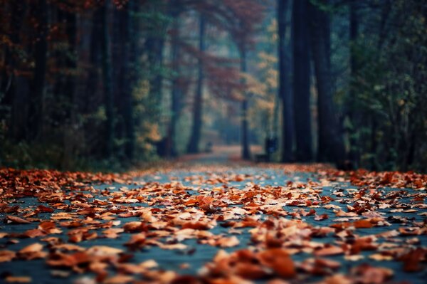 Camino de otoño del bosque cubierto de hojas caídas