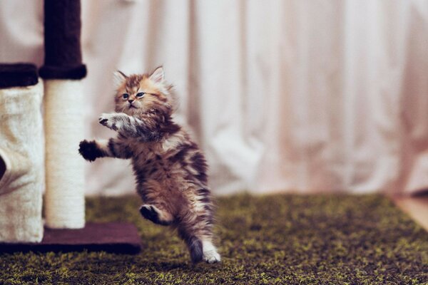 Chat mignon jouant à la maison