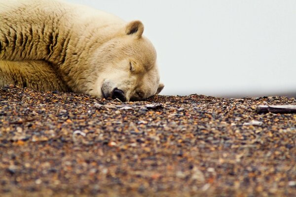 Urso dorme na natureza sobre pedras