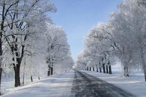 Winterstraße vor dem Hintergrund der schneebedeckten Bäume