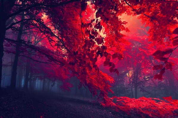 Creative light red forest