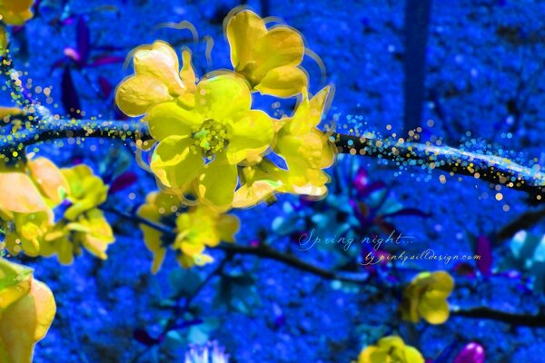 Une combinaison étonnante de jaune et de bleu