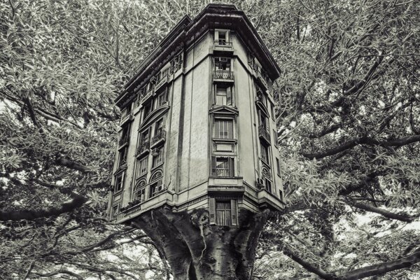 Vecchia casa come un albero secolare