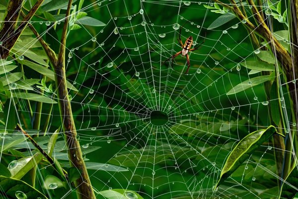 Araña y telaraña después de la lluvia en los trópicos