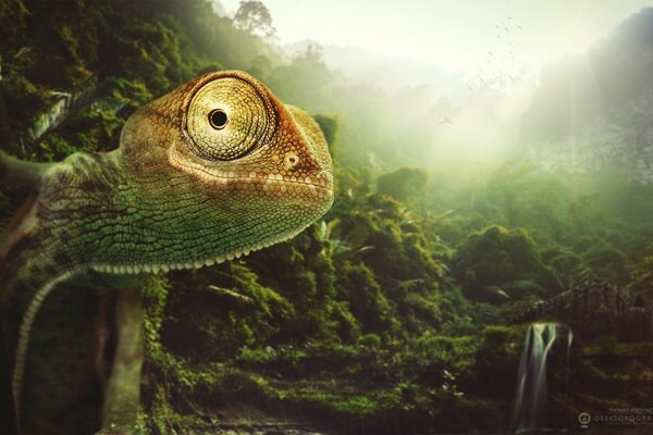 The tropical chameleon bulged its eyes, an animal