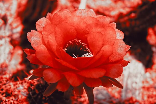 The symbol of love and passion is a red flower