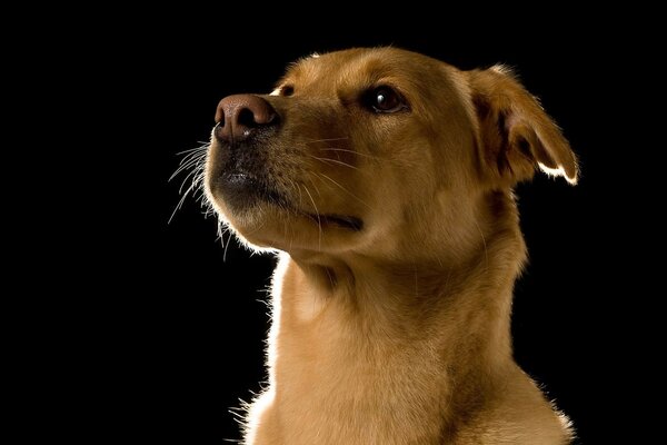 Image de portrait de chien en couleur