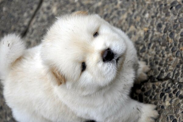 Filhote de cachorro branco abre os olhos