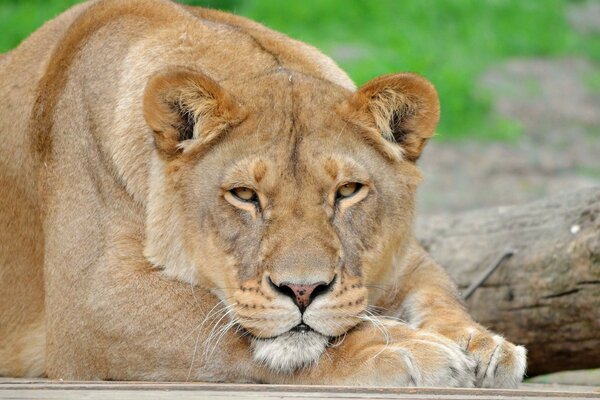 The wild lioness put her head on her paws