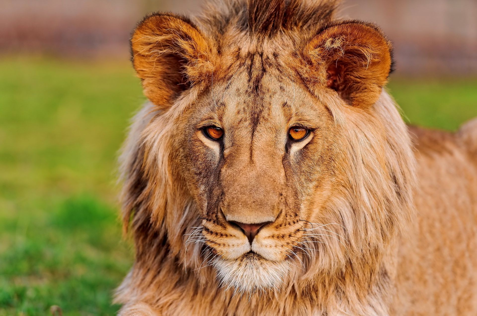 lions animal faune chat mammifère prédateur sauvage lion mangeur de viande nature fourrure grand safari chasseur herbe portrait manet danger zoo