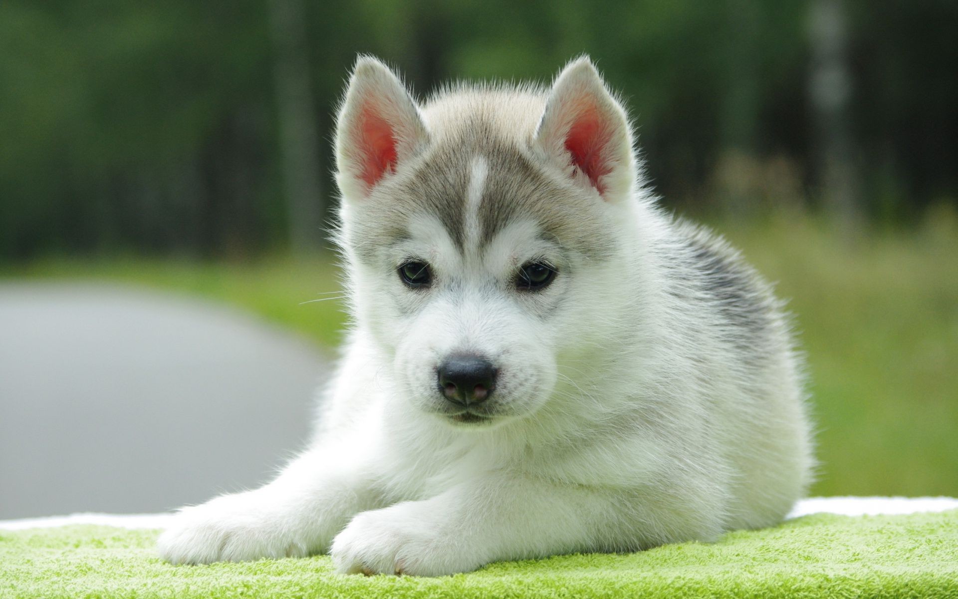 dogs mammal grass cute dog animal canine portrait