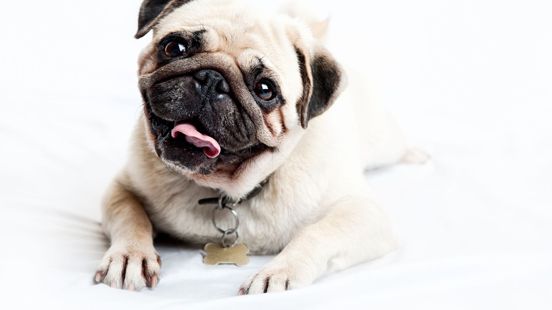 dogs dog cute animal canine pet puppy purebred little mammal adorable breed studio portrait young domestic looking pedigree funny sit pug