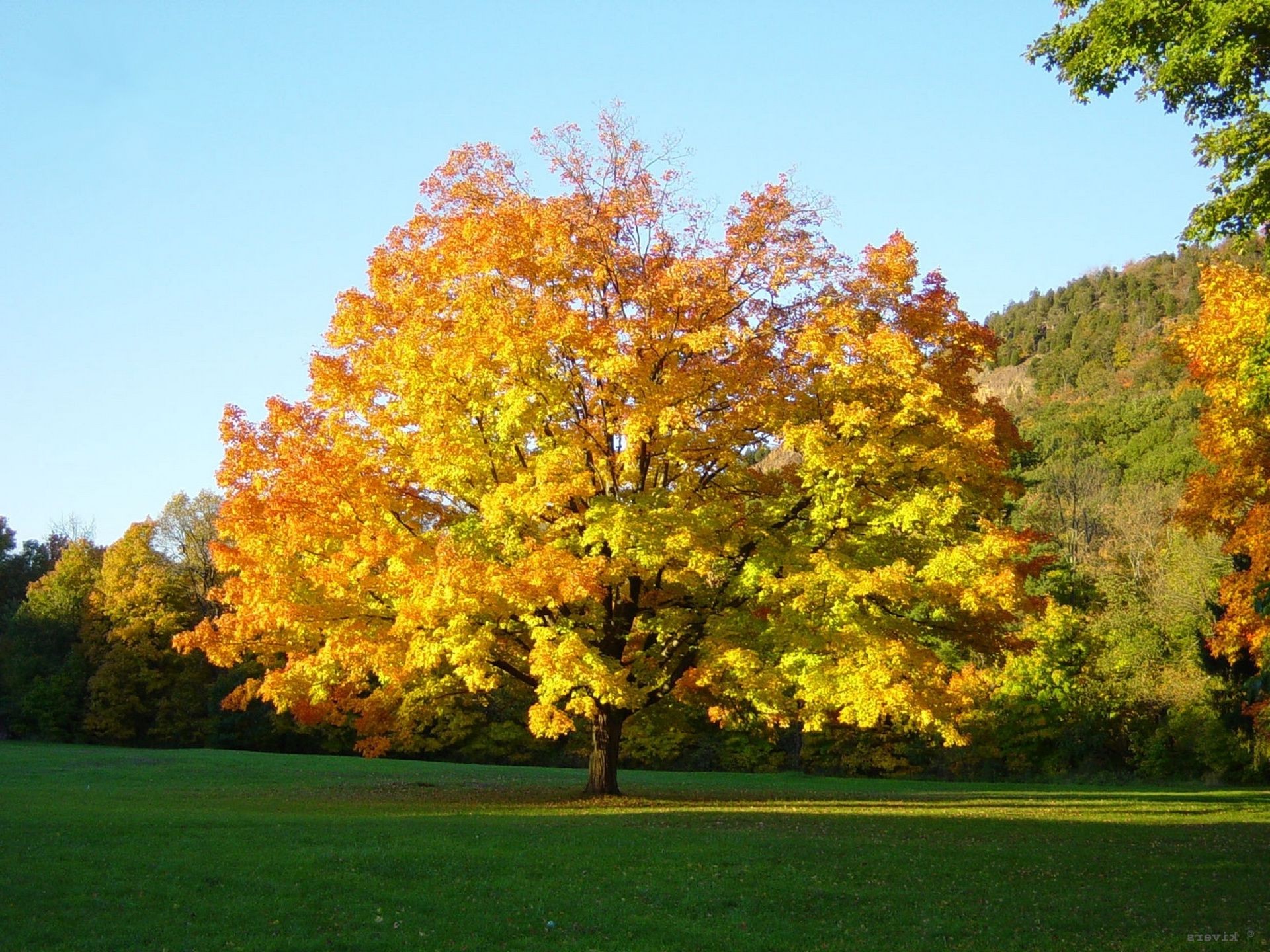 trees fall tree leaf landscape season maple park nature outdoors wood scenic bright countryside daylight lush fair weather environment rural branch