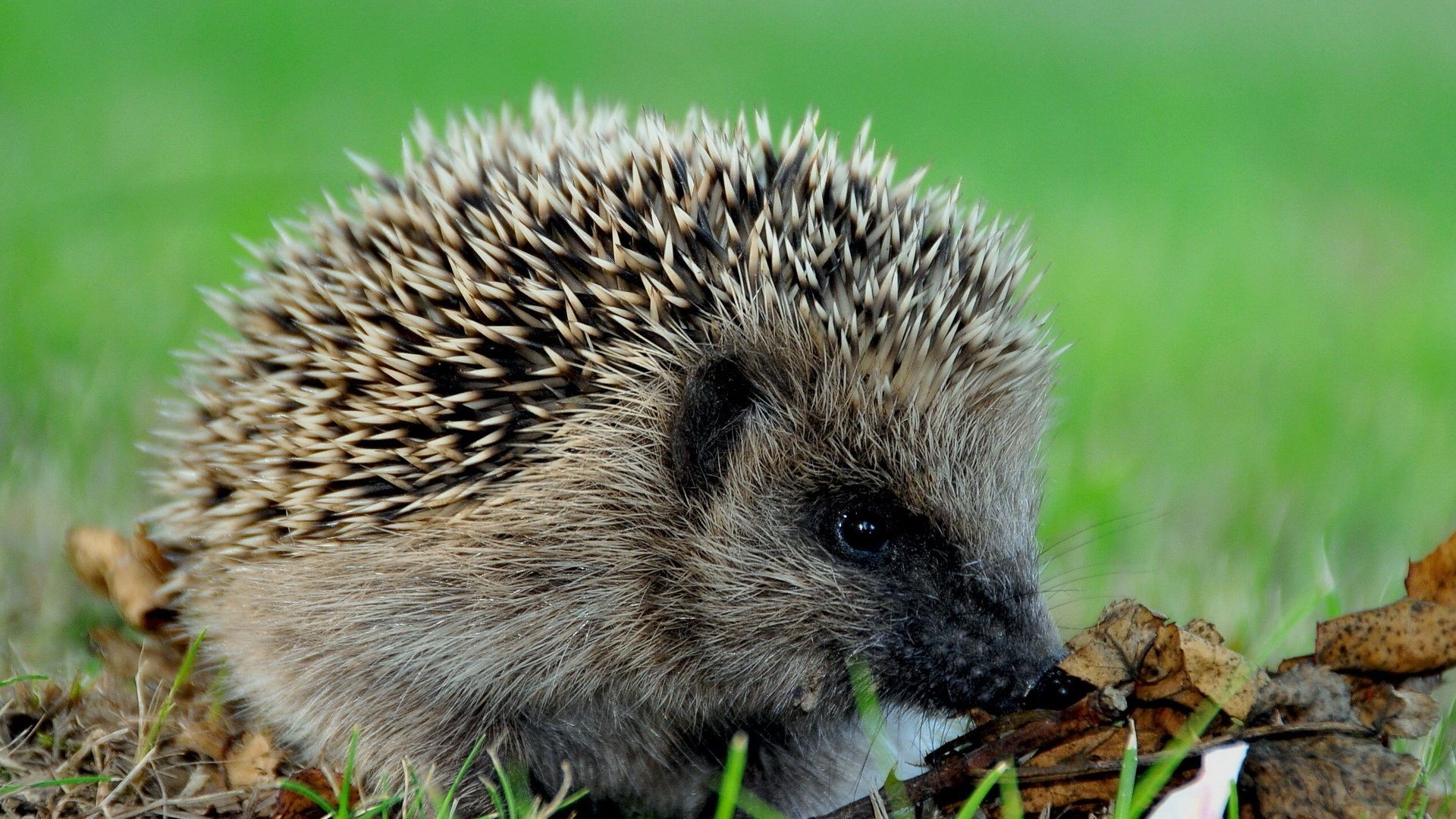 animali fauna selvatica erba natura mammifero piccolo animale carino all aperto selvaggio ecologia tagliente