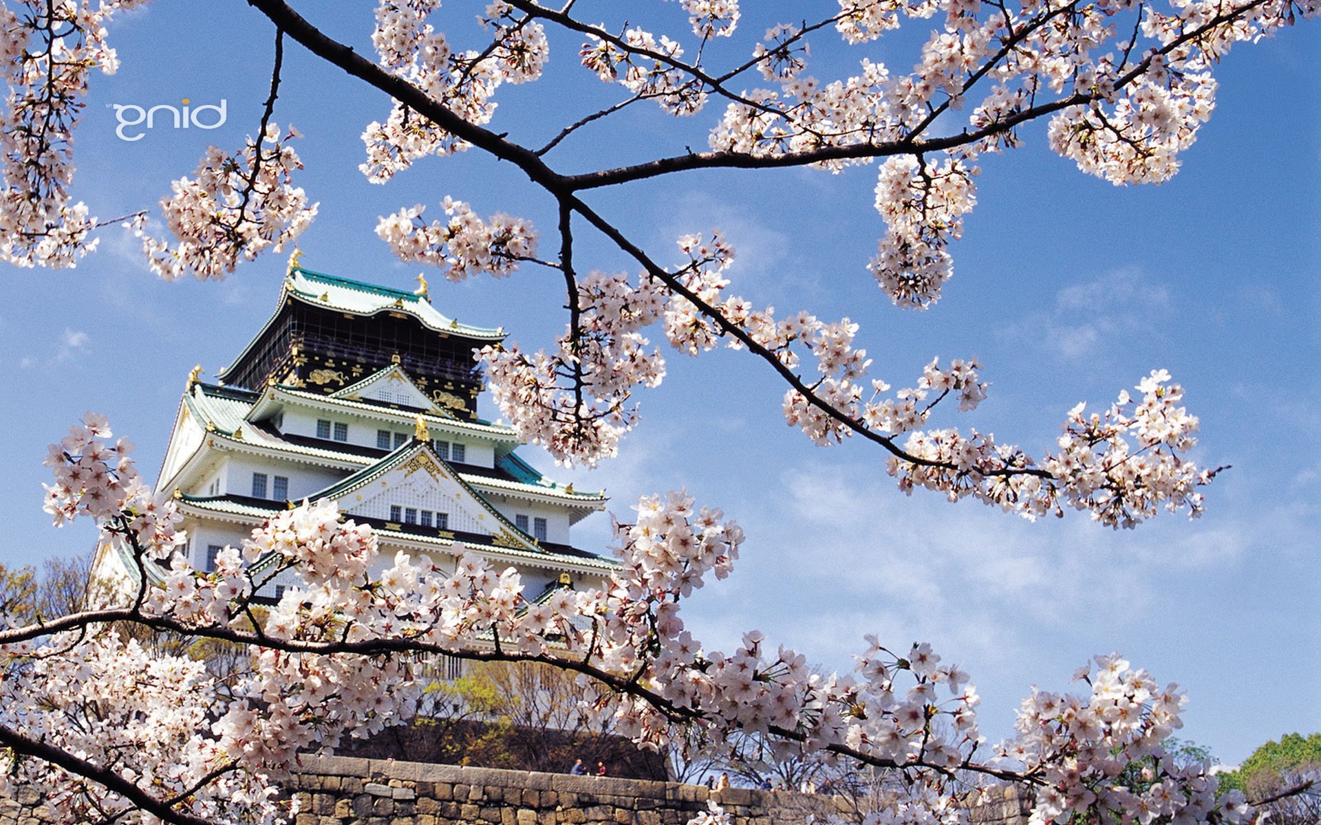 树木 树 樱桃 花 树枝 天空 季节 自然 植物 阳光 果树 户外 公园 春天 蓝天 花园 景观