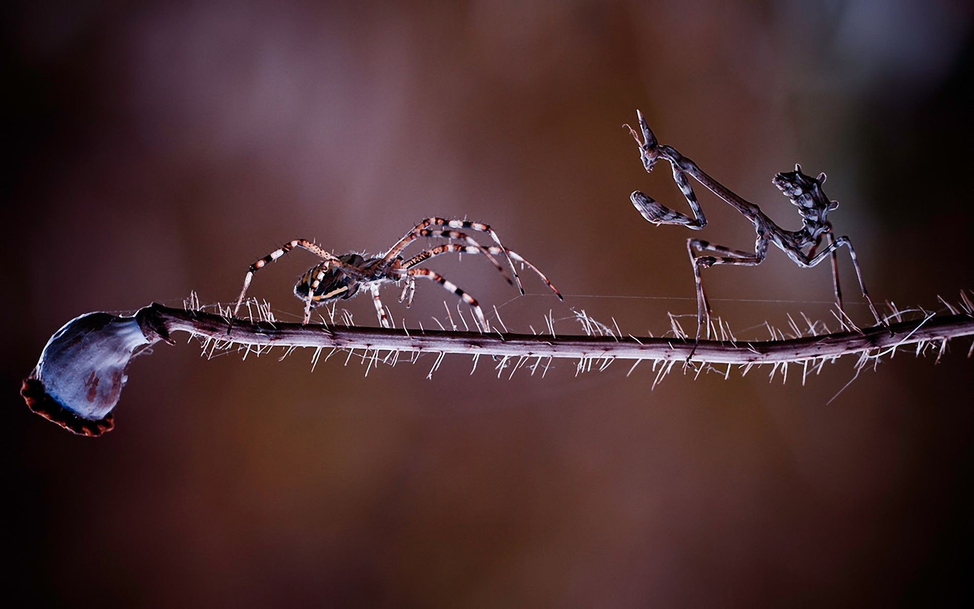 insekten spinne insekt spinnentiere natur spinnennetz tier unheimlich wirbellose dämmerung tierwelt tau tropfen garten spinnennetz regen schließen fliegen dof libelle web