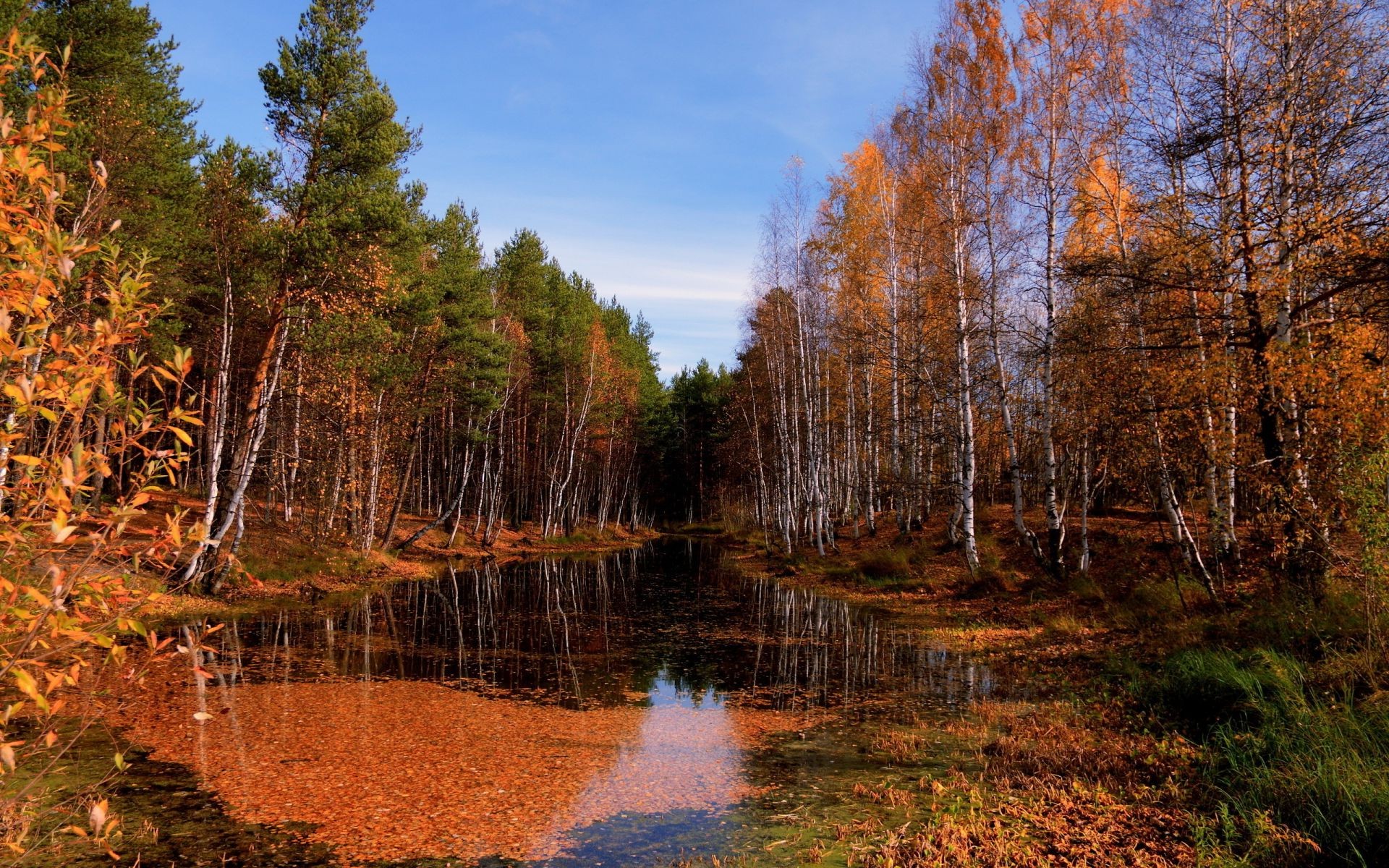 rivières étangs et ruisseaux étangs et ruisseaux automne bois nature feuille arbre paysage à l extérieur eau parc saison beau temps scénique environnement lac aube sang-froid lumineux sauvage réflexion