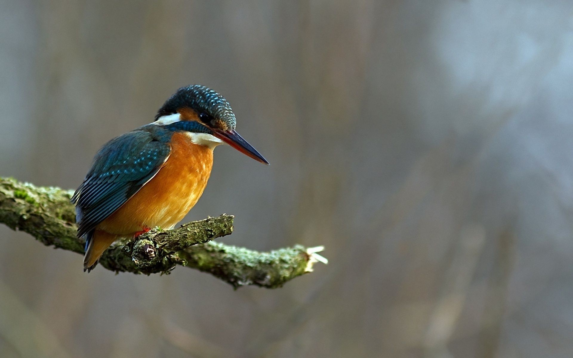 animales aves vida silvestre naturaleza al aire libre animal