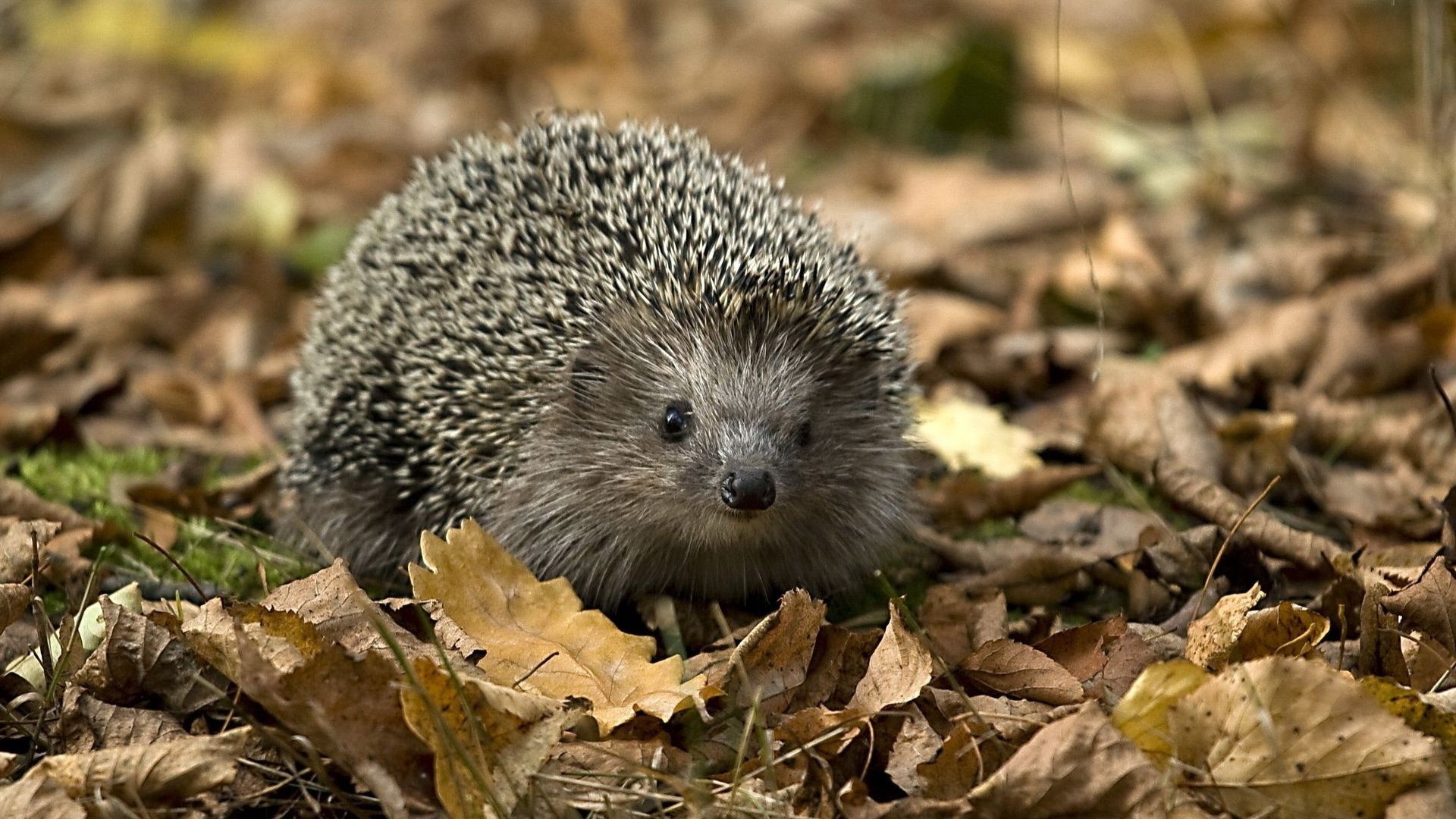 zwierzęta natura dzika przyroda ssak słodkie na zewnątrz małe zwierzę dziki ostry